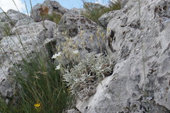 Cerastium biebersteinii