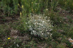 Cerastium biebersteinii