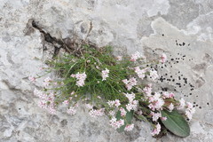 Asperula supina caespitans
