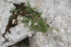 Asperula supina caespitans
