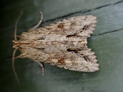 Ichneutica mollis