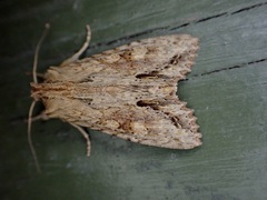 Ichneutica mollis