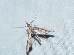 Tineodes adactylalis