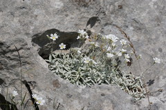 Cerastium biebersteinii