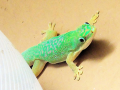 Phelsuma dubia