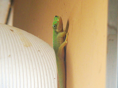 Phelsuma dubia
