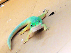 Phelsuma dubia