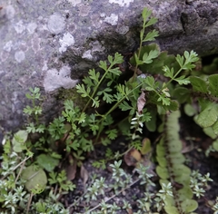 Chaerophyllum ramosum