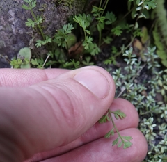 Chaerophyllum ramosum