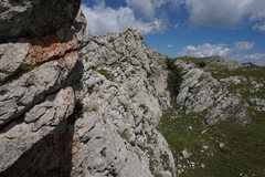Cerastium biebersteinii