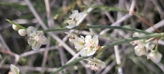 Calligonum comosum