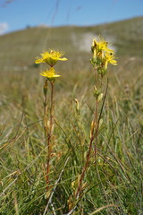 Hypericum linarioides