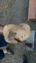 Caloboletus rubripes