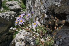 Aster amellus bessarabicus