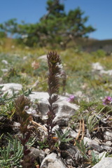 Euphrasia taurica