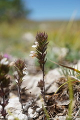 Euphrasia taurica