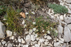 Minuartia hirsuta