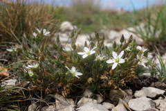 Minuartia hirsuta