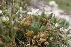 Minuartia hirsuta