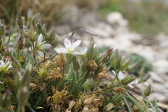 Minuartia hirsuta