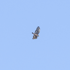 Spilornis cheela