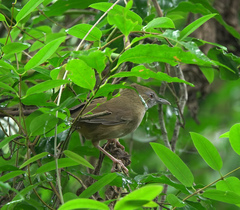 Malacocincla abbotti
