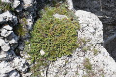 Juniperus communis hemisphaerica