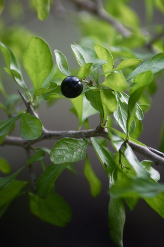 Condalia hookeri M.C.Johnst.