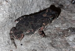 Poyntonophrynus fenoulheti