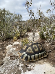 Chersina angulata