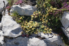 Teucrium montanum jailae