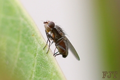 Diptera
