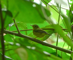 Phylloscopus burkii