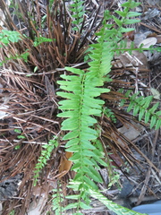 Pteris bahamensis