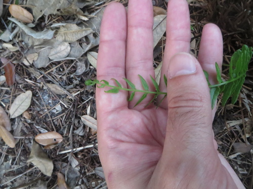 Image of Pteris bahamensis by (c) Ben Machado, some rights reserved (CC BY)