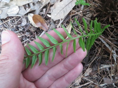 Pteris bahamensis