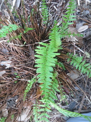 Pteris bahamensis