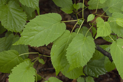 Actinidia kolomikta