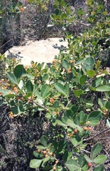 Searsia laevigata