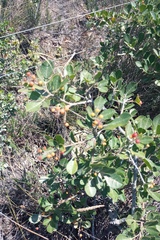 Searsia laevigata