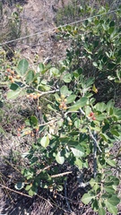 Searsia laevigata
