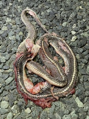 Limaformosa capensis