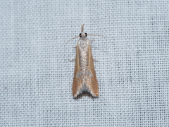 Arotrophora arcuatalis