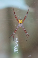 Argiope mangal