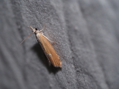 Arotrophora arcuatalis