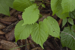 Actinidia kolomikta