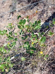 Searsia laevigata