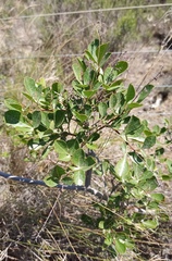 Searsia laevigata