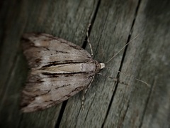 Pseudocoremia lupinata