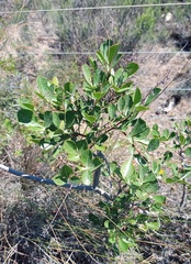 Searsia laevigata